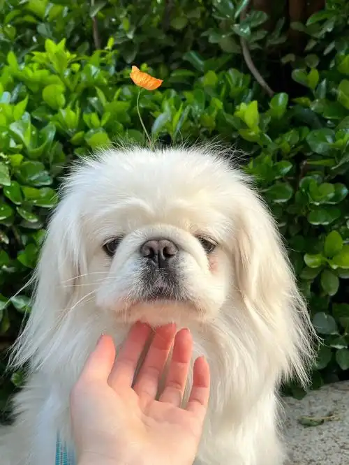 出来晒太阳98#我家宠物好可爱  #京巴狗狗  #我的萌宠  #京巴犬