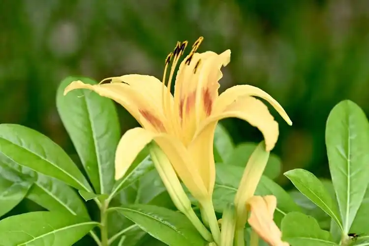 黄花萱草〔首发