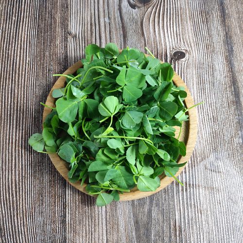 新鲜草头2斤上海本地农家三叶菜新鲜蔬菜金花菜苜蓿草1000g