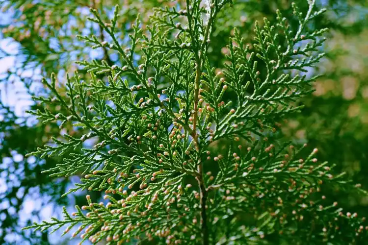 侧柏图片,欣赏优美的自然景观(侧柏的名称,特点及价值)-52线报网