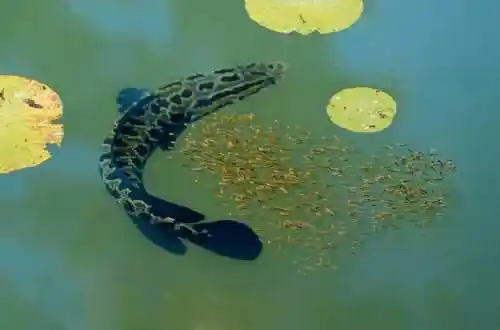 黑鱼是世界上最脏的鱼-民间称黑鱼为孝鱼