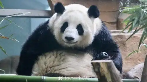 安利我爱的熊猫