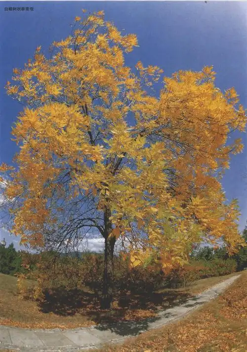 白蜡树秋季景观.                    ]             林植物】.