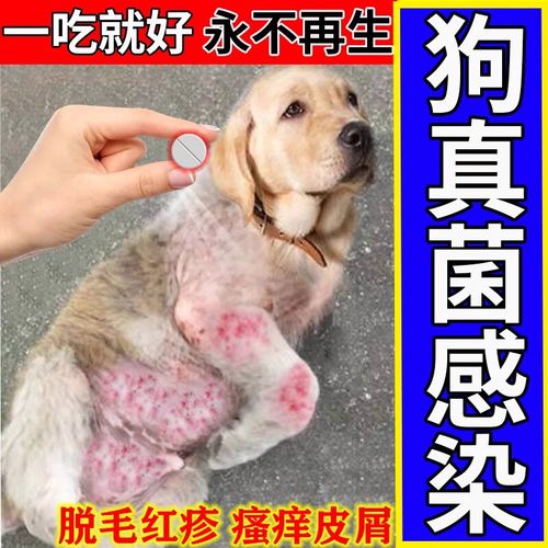 animalog狗真菌感染口服药治疗狗藓湿疹皮炎脱毛狗身上长癣皮肤i病
