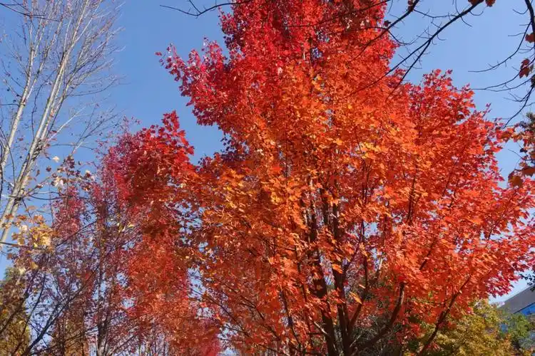 长沙秋天的枫叶湖南农大的枫叶