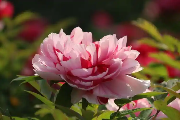 不仅因为她高贵艳丽,还因为她是幸福美好的化身,繁荣昌盛的象征