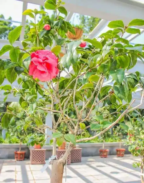 茶花也叫断头花的简单介绍