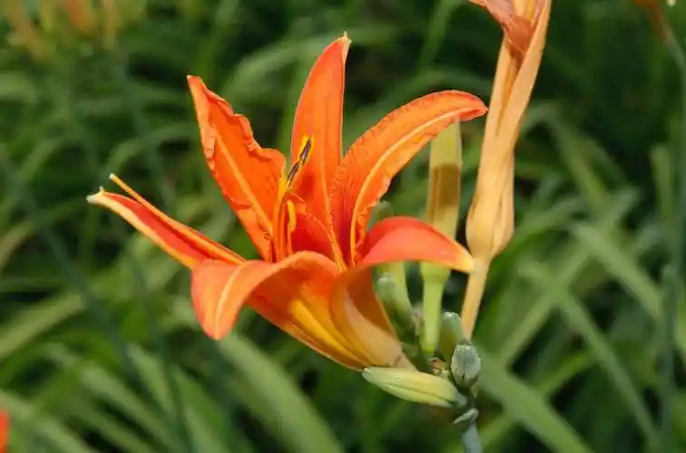 中药半月谈 | 萱草花(黄花菜)_食用_合欢_功效