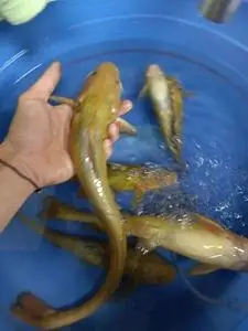 松花江野生牛尾巴鱼,50一斤,需要的提前预订,8公里以内可送