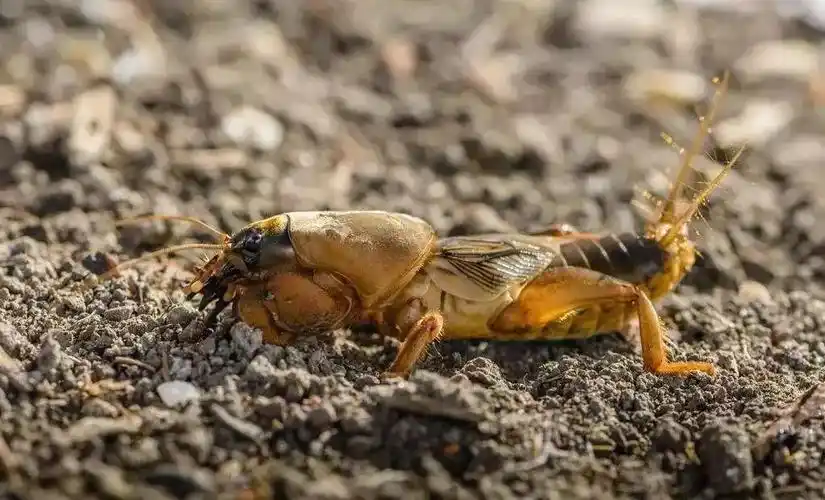 南方人对这个昆虫一定不陌生吧,对"蝼蛄"不熟悉,那么"拉拉蛄,土狗崽