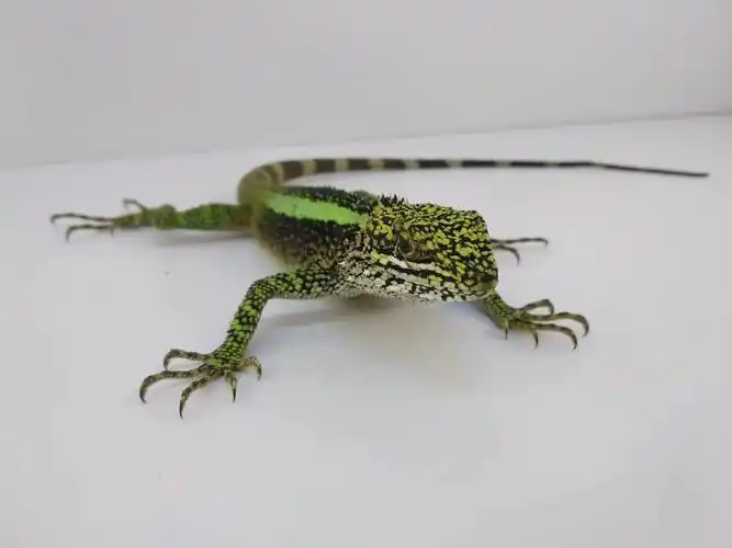 丽纹龙蜥,入门小蜥蜴,漂亮好养活,造景小玩意,雨林品种.