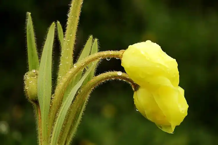 嘎曲国家湿地公园之高原植物黄花绿绒蒿