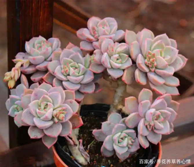 冬天多肉红粉佳人为什么不出状态?注意4个点冻出美丽色彩