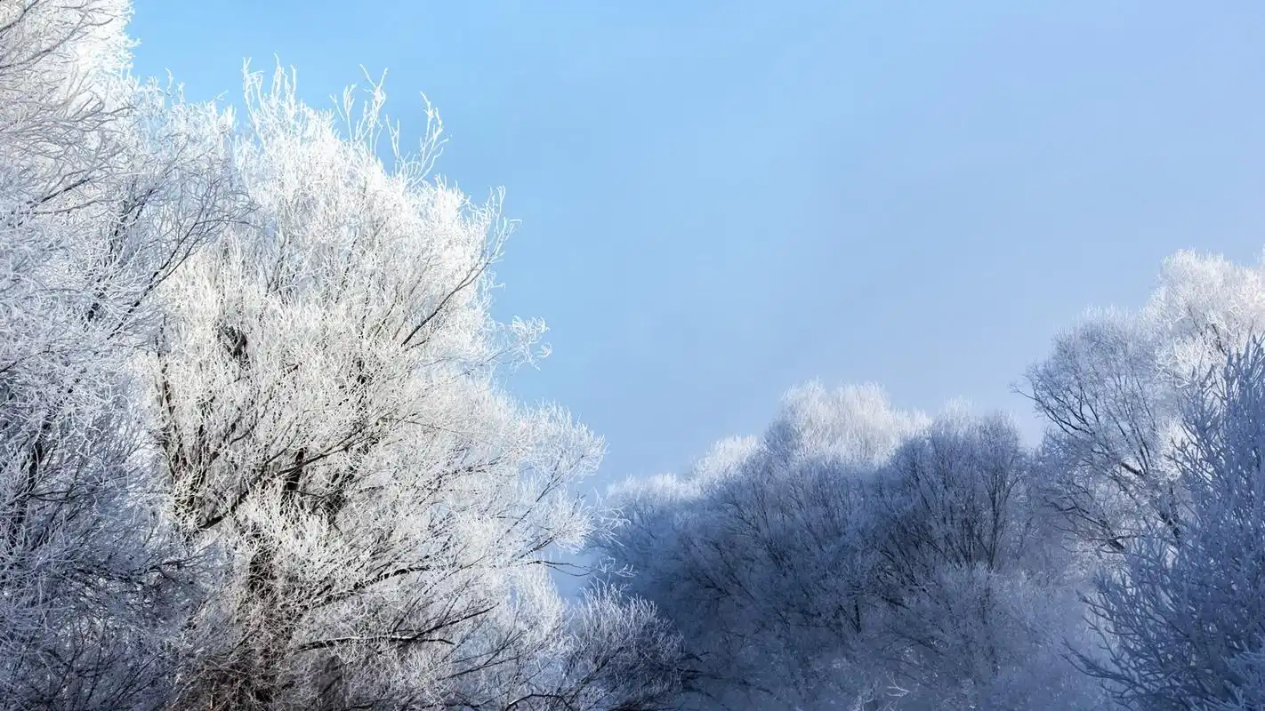 唯美雾凇林绝美自然风光高清壁纸
