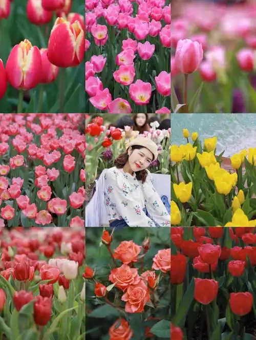 广州云台花园郁金香花展