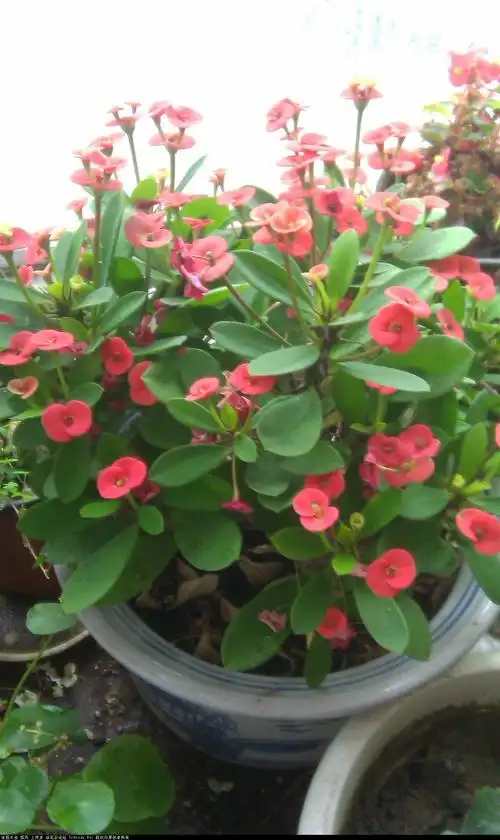 扦插豆瓣绿,虎刺梅