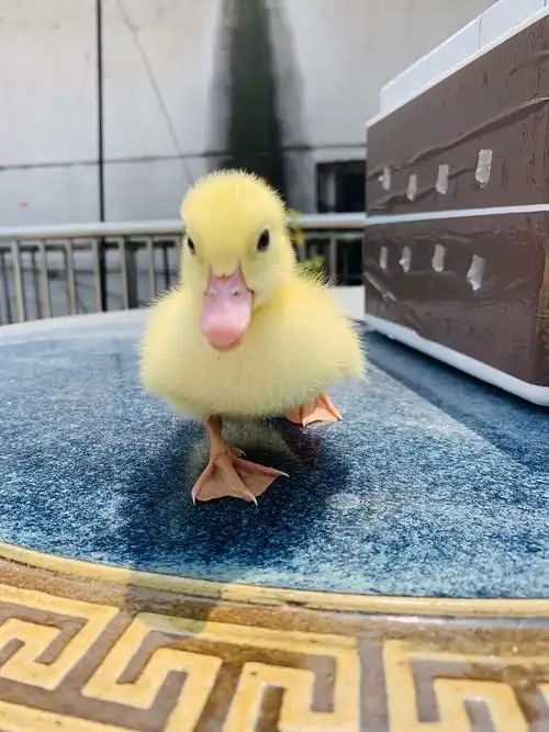 网红柯尔鸭超萌的宠物送给甜甜的你