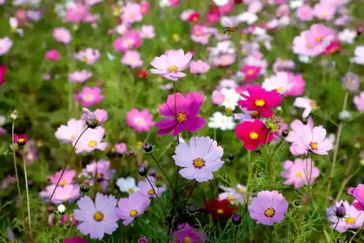 波斯菊汇成一片花海,襄阳这个公园把秋天玩出新花样!