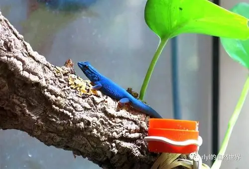 电蓝守宫(electric blue gecko)超级饲养指南!
