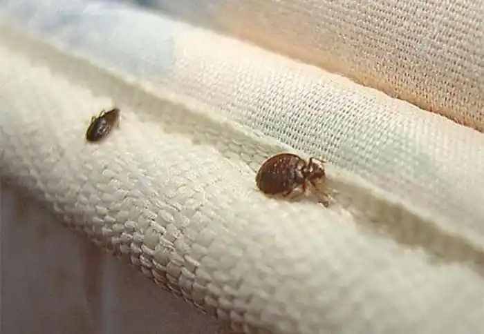 不能清洗的较小件物品可以用高温烫杀床虱.