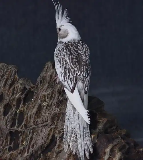 闽笼特色玄凤鹦鹉高端活鸟活物鸟粮鸟笼手养幼鸟活体亲人观赏宠物白子