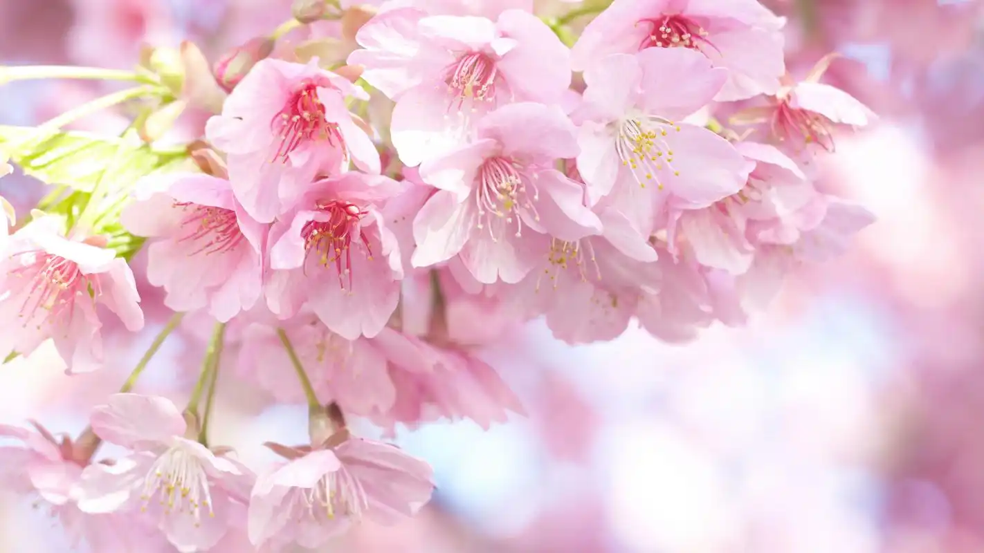 清新唯美各色樱花高清桌面壁纸