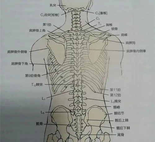 圆肩,驼背,头前倾,体态纠正也要考虑胸椎灵活性|腰椎|肌肉|活动度