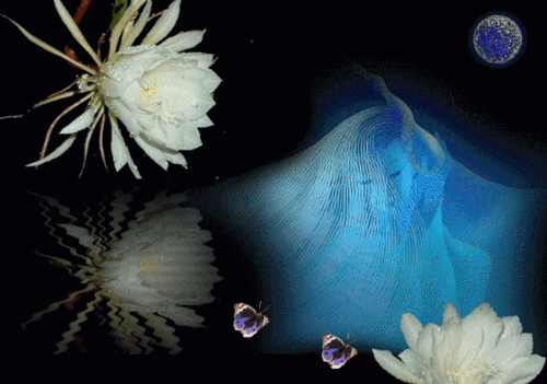 昙花之魂作者:绿野朗诵:铁石昙花一现 在生命的字典书写出分秒的绽放