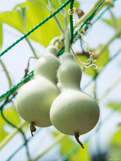 小葫芦的种植方法及技术要点