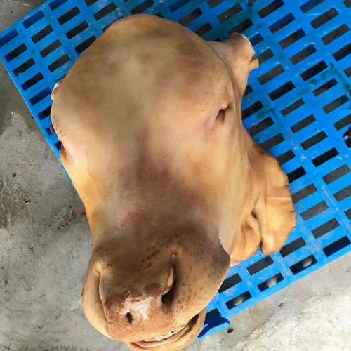 腾旺纳跃牛头 牛头宴,可带牛舌,牛角,都有标注 43到46斤带牛舌【图片