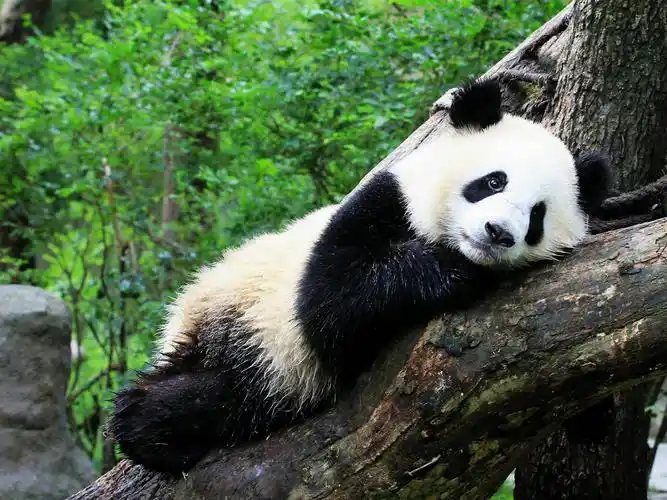 可爱中国熊猫摄影高清壁纸