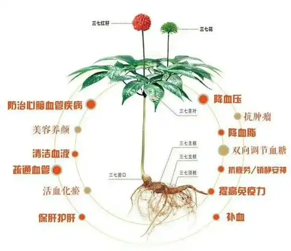 自产自销文山原产地三七出售