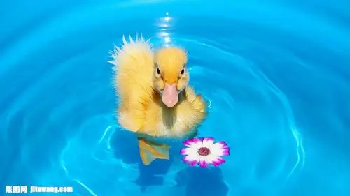 水面上的小鸭子图片