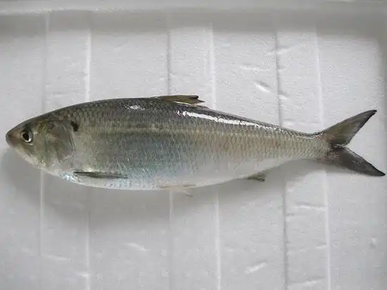 长江鲥鱼现"功能性"灭绝:30年不见踪影