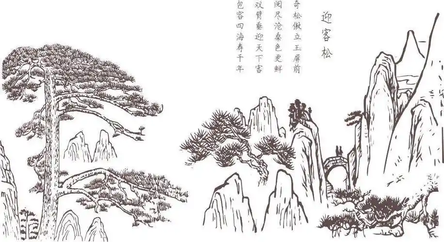 迎客松画图片