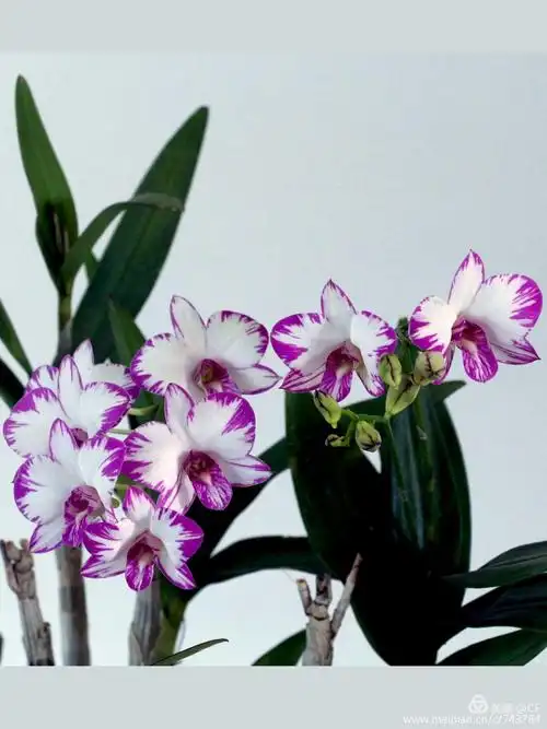 其它 兰花2017 写美篇石斛兰已经成为了一种观赏植物,石斛兰的栽培