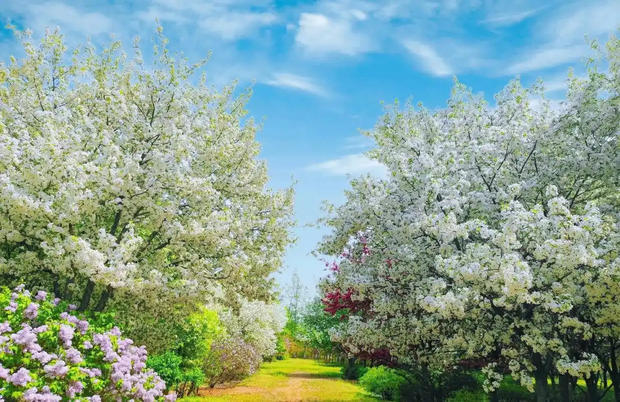 月上海棠的白色海棠花 希望今年还可以去欣赏 #春天里的浪漫鲜 - 抖音