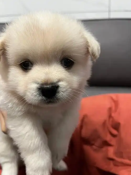 福州闽侯小奶狗寻领养