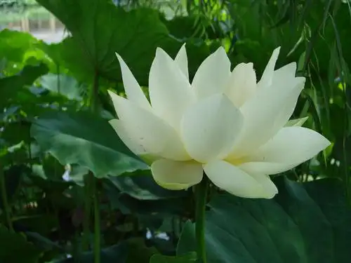 这些天真是拍荷花地大好时机!