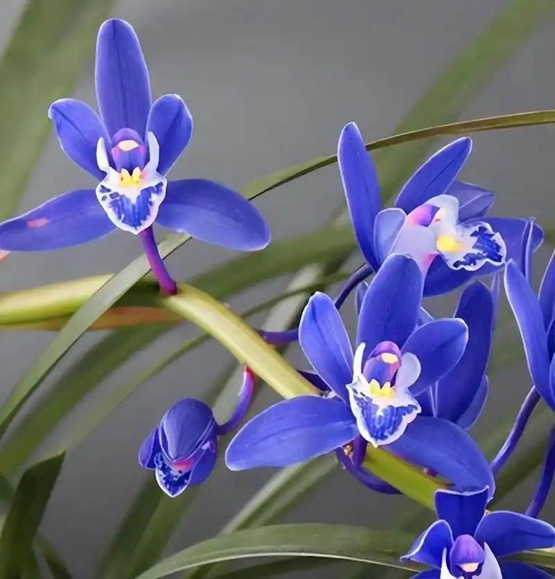 难怪老花匠都要养兰花,看看这盆"蓝色"四季兰,藏不住的气质