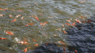 竟然有三千多万条!_锦鲤