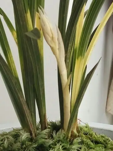 请问有那位大神帮忙看下这是什么兰花明贵吗?