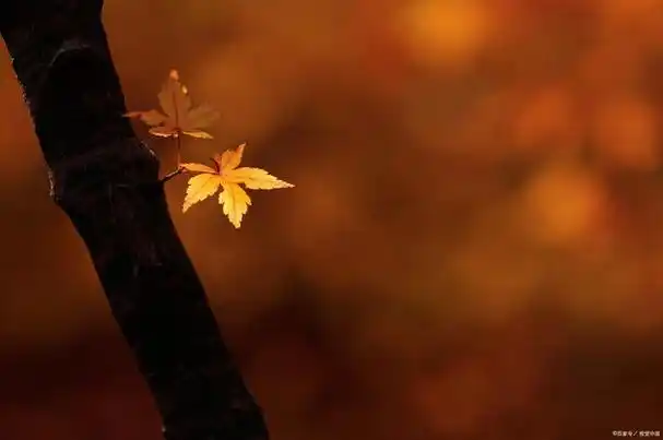 深秋的意境唯美句子有很多,以下是一些例子