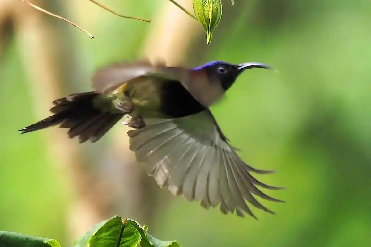 上热门话题979797 太阳鸟拍摄于云南保山百花岭#野生鸟 - 抖音