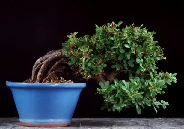 学会在这几招好看的锦鸡儿盆景轻轻松松就能做出来!