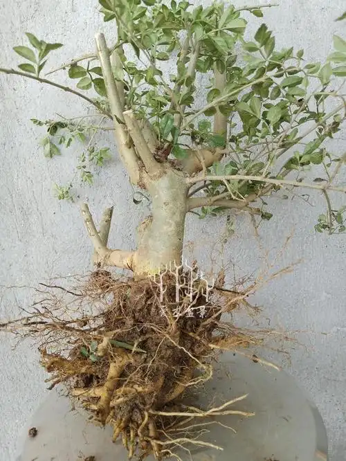 爱木盆景i 对节白蜡小桩材截桩修剪,初次修剪骨架很关键