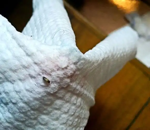 在家里床板上发现这样的虫子 有谁知道这是什么虫吗?谢谢!