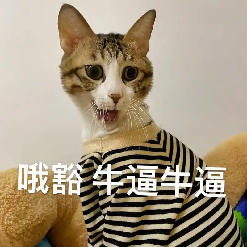 欠揍的小猫咪.表情包来一波#萌宠 #铲屎官的乐趣 #记录猫咪 - 抖音