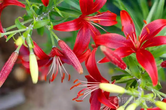 猩红百合特写花园里长着红百合