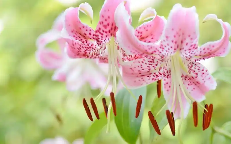 首页 鲜花 百合 美丽的粉红色百合特写,雌蕊 壁纸 / 1680x1050 壁纸